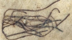 Voici ce qui pourrait être le plus ancien fossile de plante