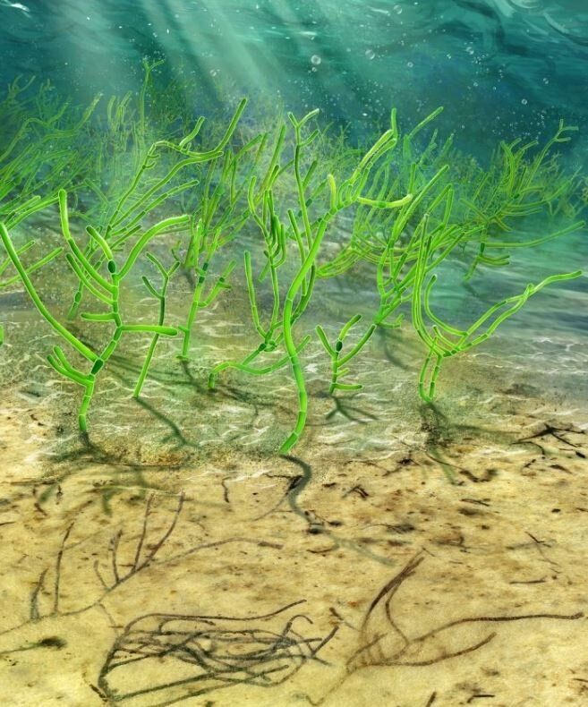 Découverte exceptionnelle d’algues vieilles d’un milliard d’années