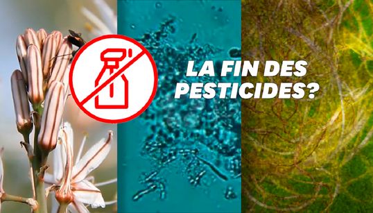 Cette technique agricole “naturelle” pour réduire les pesticides dans votre