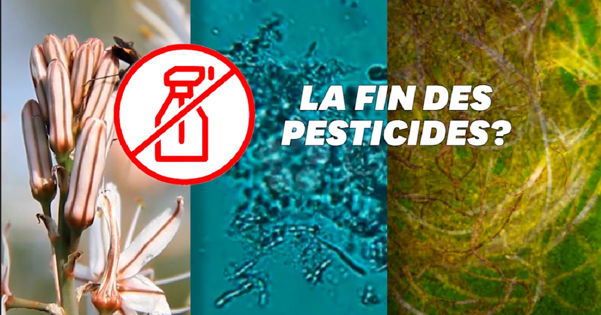 Le "biocontrôle", cette technique agricole "naturelle" pour réduire les pesticides 5e56871b2300002d0b39c4ca