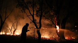 En Australie, des souris tuées par les incendies alors qu’elles étaient à plus de 20