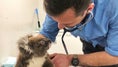 Rescued Baby Koala Clings To Teddy