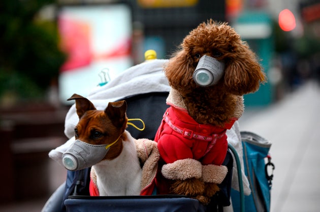 Primo Cane In Quarantena Per Coronavirus E In Cina Iniziano Ad Andare In Giro Con La Mascherina L Huffpost