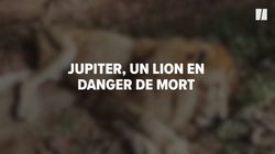 Jupiter, “le lion câlin” en danger de mort va pouvoir retrouver sa