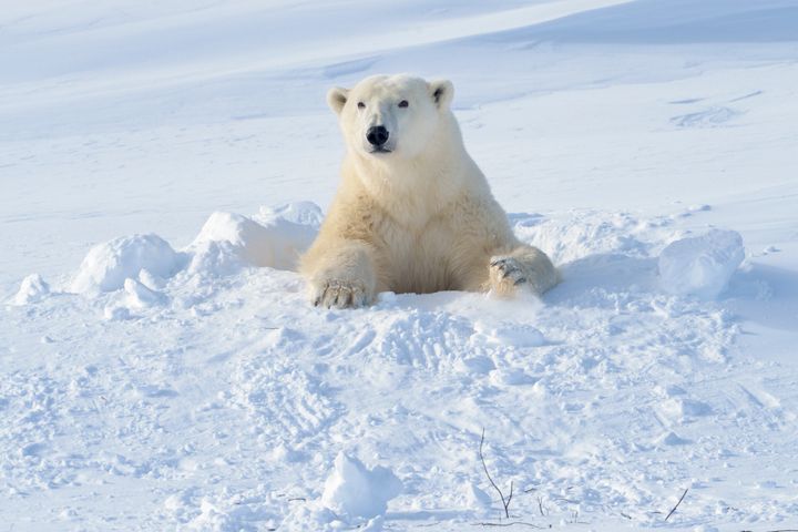 A polar bear mother coming out of her den in Wapusk National Park, Canada.