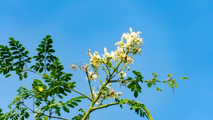 Moringa is also rich in antioxidants and can lower cholesterol, Healthline reports.