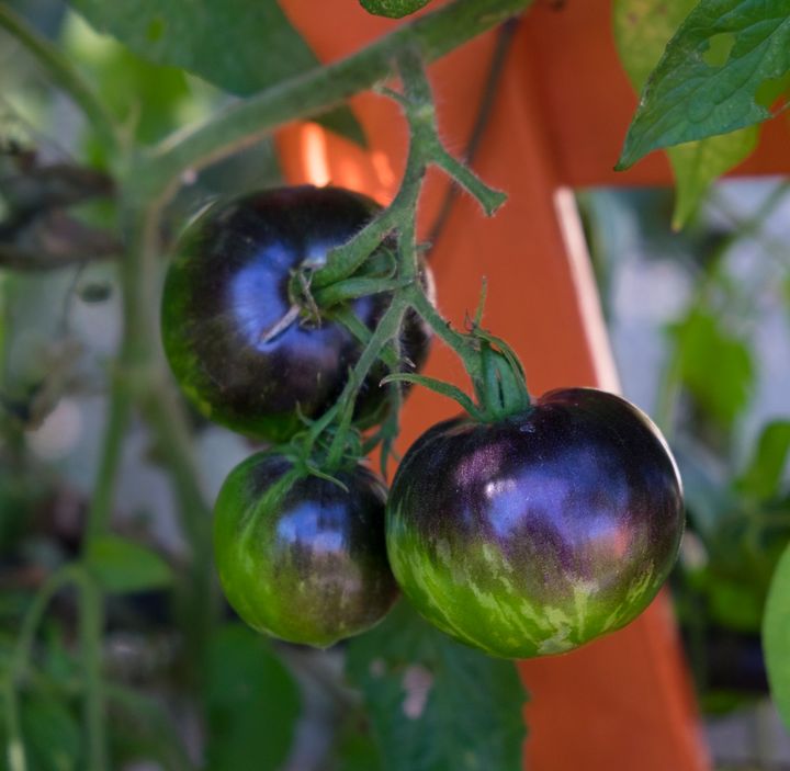 Indigo Rose tomatoes, which are a gorgeous purple hue, actually taste more bitter than most red varieties.
