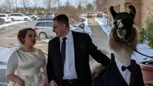 An Ohio Man Brought A Llama To His Sister's Wedding And Her Reaction Was Priceless