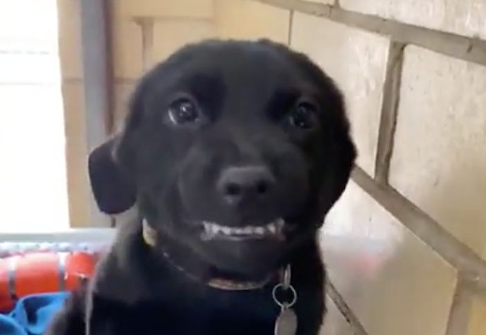 keep smiling puppy