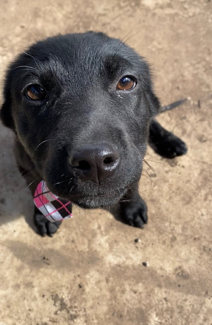 Burreaux was adopted last weekend after spending just over a month at the Humane Society shelter in Northwest Louisiana.