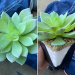 Elle prend soin de sa plante pendant deux ans avant de découvrir qu'elle est en