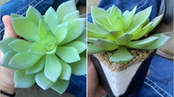 Elle prend soin de sa plante pendant deux ans avant de découvrir qu’elle est en