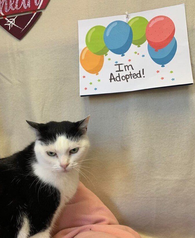 Perdita, looking thrilled about the sign celebrating her adoption.