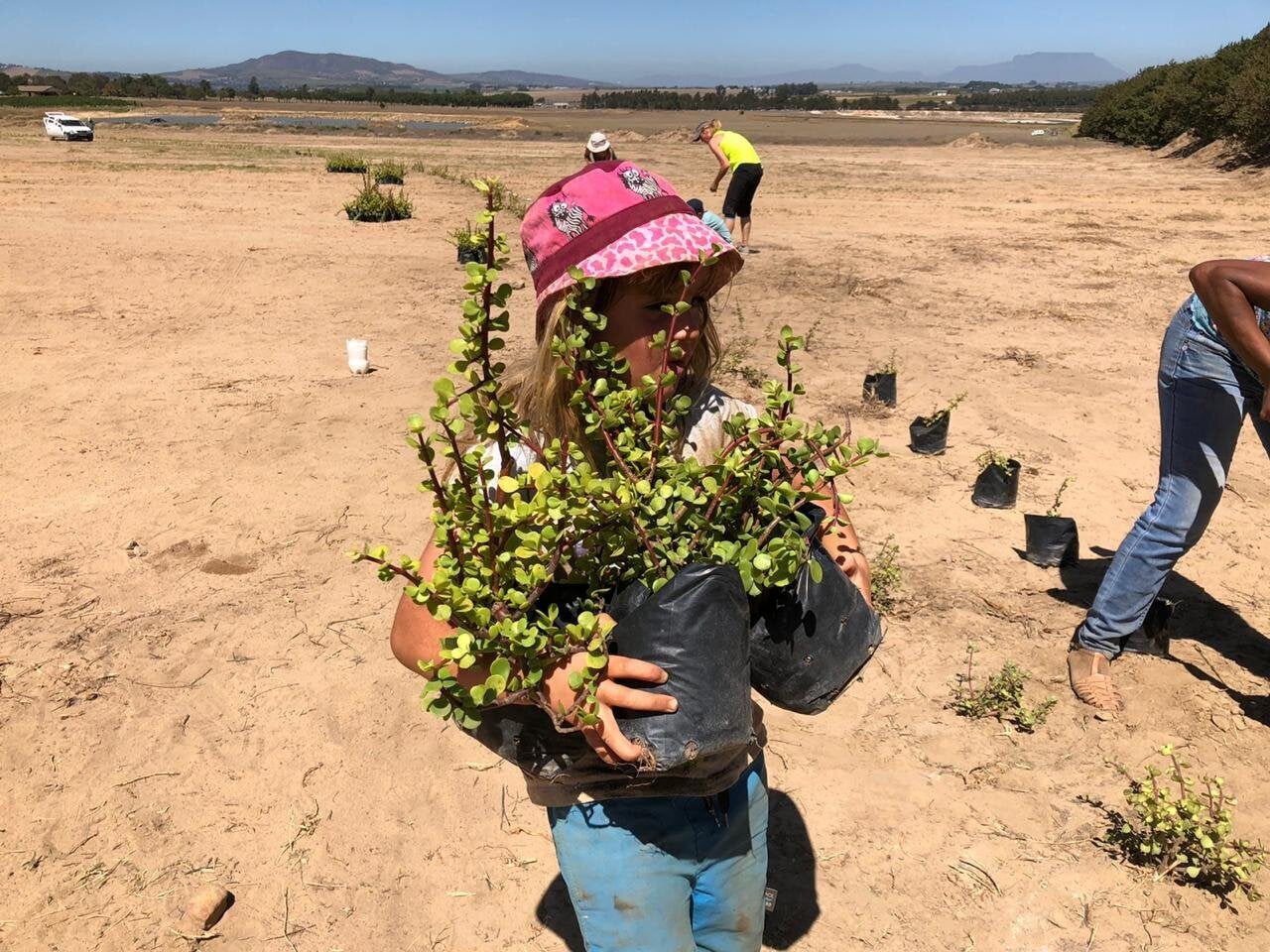 Volunteers starting to plant the labyrinth of spekboom in Stellenbosch, South Africa.