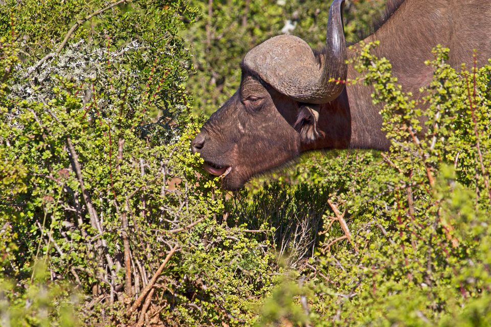 An African buffalo bull eating from a spekboom bush in Addo Elephant Park, South Africa.