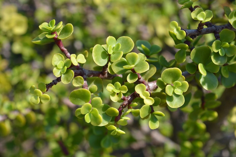 Spekboom, also known as elephant bush or Portulacaria afra, is very good at absorbing carbon relative to the water it uses.