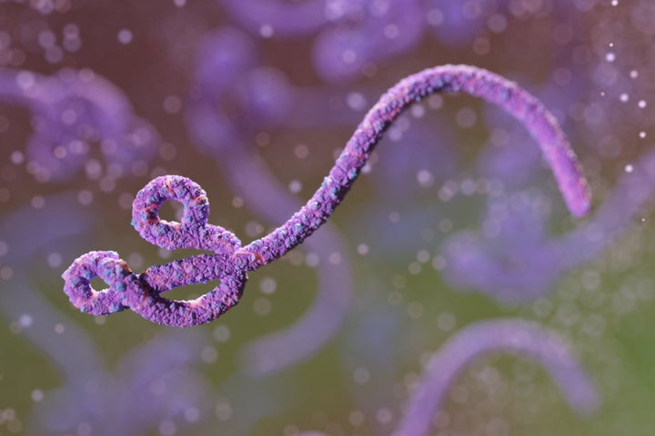 Ebola virus, digital illustration.