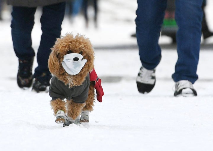 A pet dog wearing face mask walks with owner on snow amid novel coronavirus outbreak on March 4, 2020 in Changchun, Jilin Pro