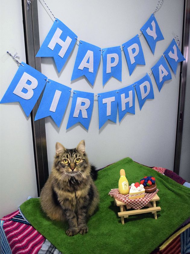 Shelter Cat Still Seeking Home After No One Came To Her Birthday Party