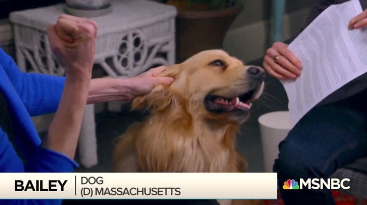 "Bailey, Dog. Massachusetts."