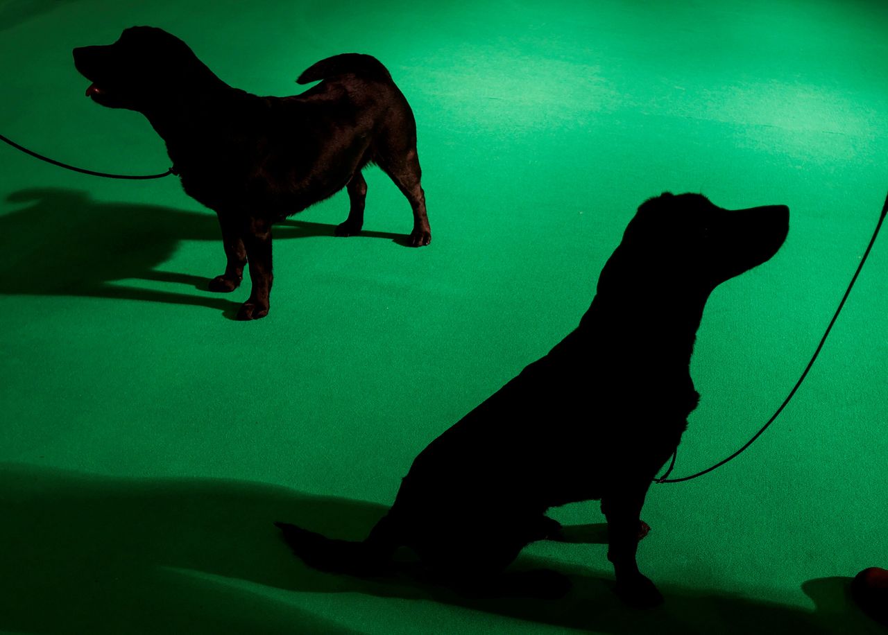 Δύο σκύλοι ενώ συμμετέχουν στο διαγωνισμό Crufts Dog Show στο Μπέρμιγχαμ, της Αγγλίας, στις 6 Μαρτίου 2020.