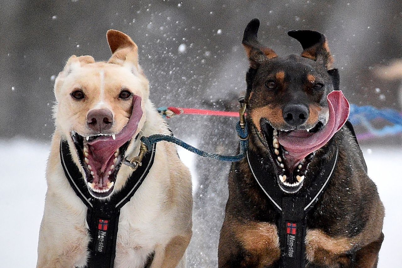 Φωτογραφία από αγώνα έλκυθρου με σκύλο, στο Παγκόσμιο Πρωτάθλημα, που διεξήχθει την 1η Μαρτίου, 2020, στην πόλη Άνκορατζ, στην Αλάσκα.