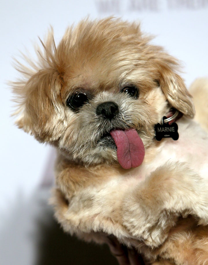 Marnie at a benefit for the American Society for the Prevention of Cruelty to Animals in 2016.