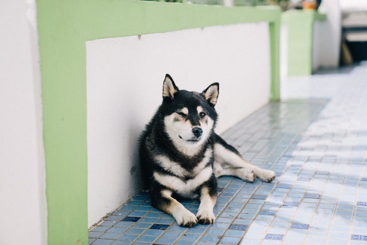 ”빠방이는 털이 빠방해서 빠방이다. 유기견보호소에서 빠방이를 많이 케어해주신 봉사자분이 지어주신 건데 너무 잘 어울려서 이름을 안 바꾸고 그대로 썼다. 5살에 데려와서 지금은 6살이다. ”