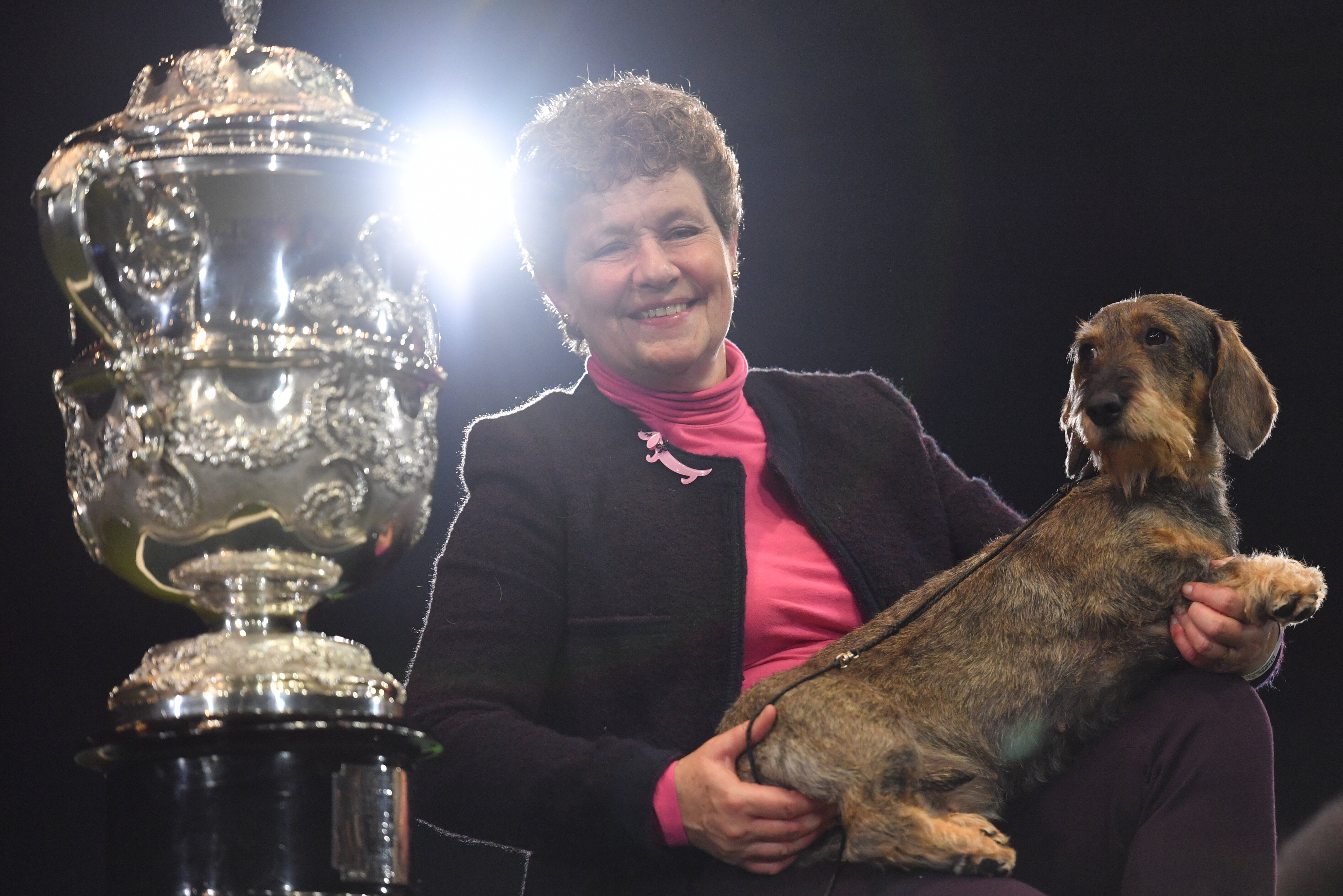 dachshund best in show