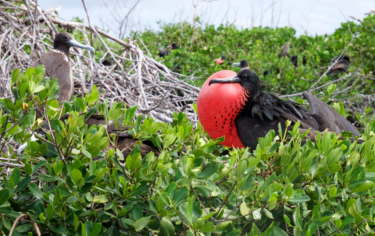 Barbuda is home to the largest Frigate Bird Colony in the Western Hemisphere.