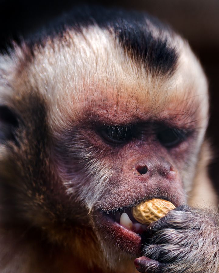 Mookie The Monkey Under House Arrest After Biting Man | HuffPost