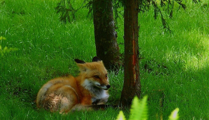 description 1 Red Fox Laying Grass Forest | date 2010-04-21 | source http://www. forestwander. com/2010/04/red-fox-laying-gra