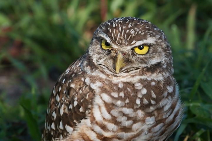 Description A Burrowing Owl (Athene cunicularia ) on the lookout, taken in Pembroke Pines, Florida Une fr:Chevêche des terriers | Chevêche ... 
