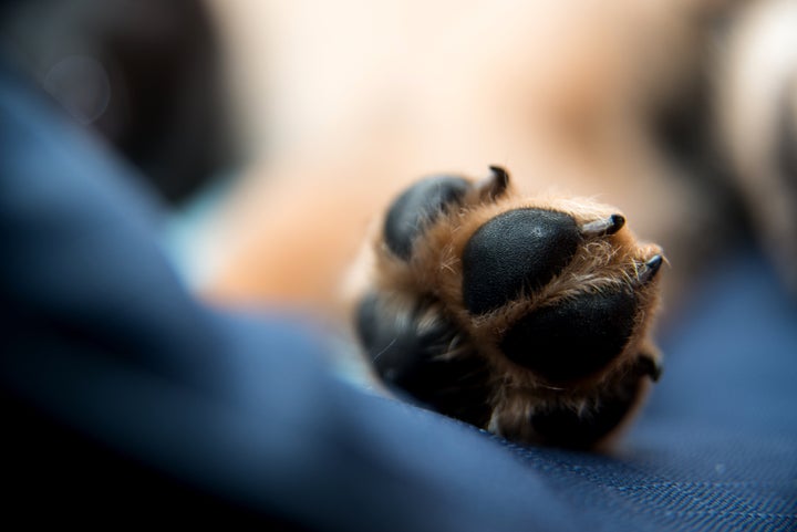 paw of sleeping dog