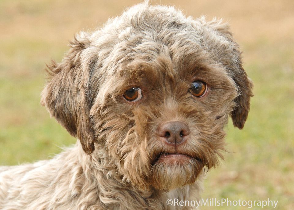 Dog With Human Face Up For Adoption
