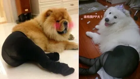 Shanghaiist - #Dogs in pantyhose #China's most hilarious meme