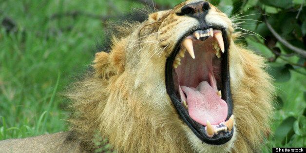 lion yawning. a male lion...