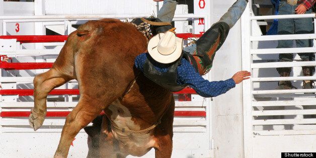 bull rider falling