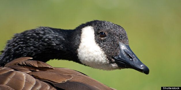 portrait of a canada goose ...