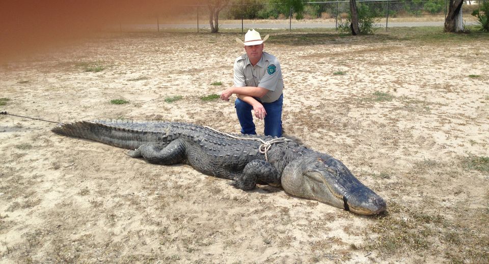800-Pound Gator!