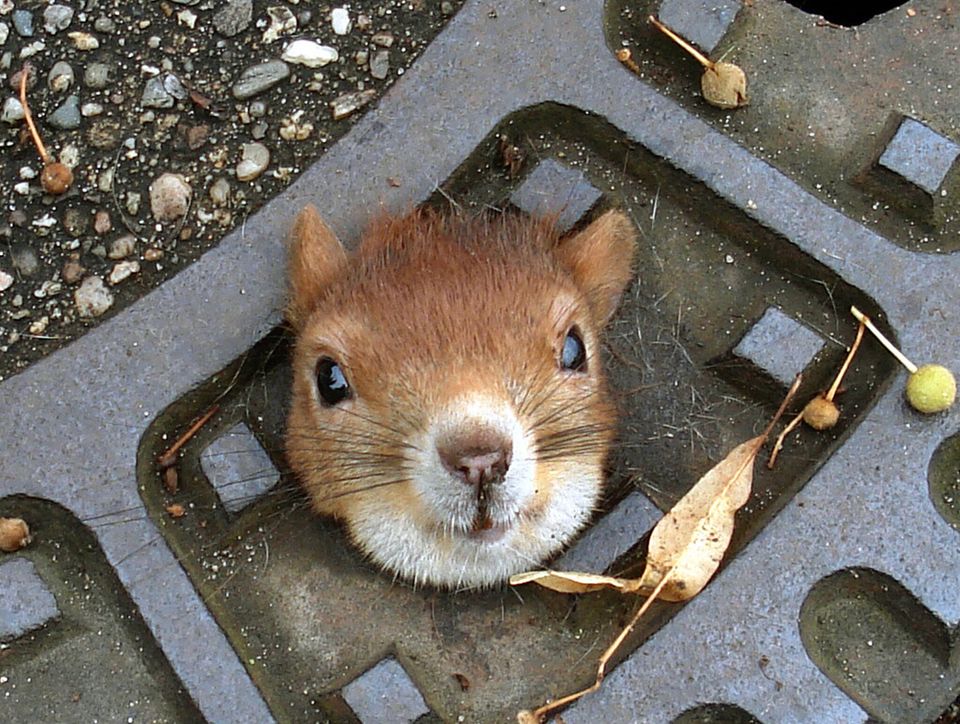 Squirrel Caught In Manhole