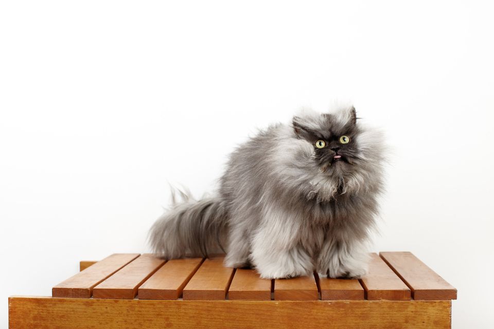 Colonel Meow: Cat With The Longest Fur