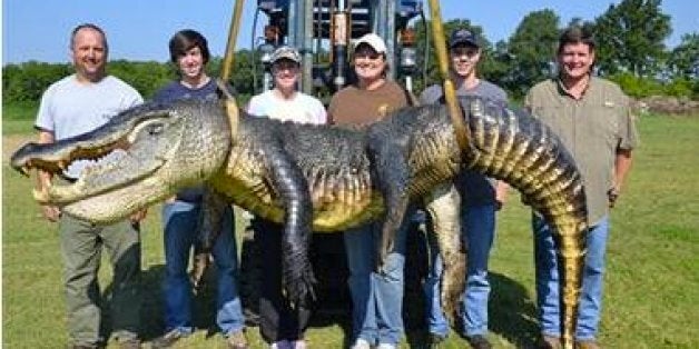 727-Pound Gator Caught In Mississippi River Is A Record Breaker