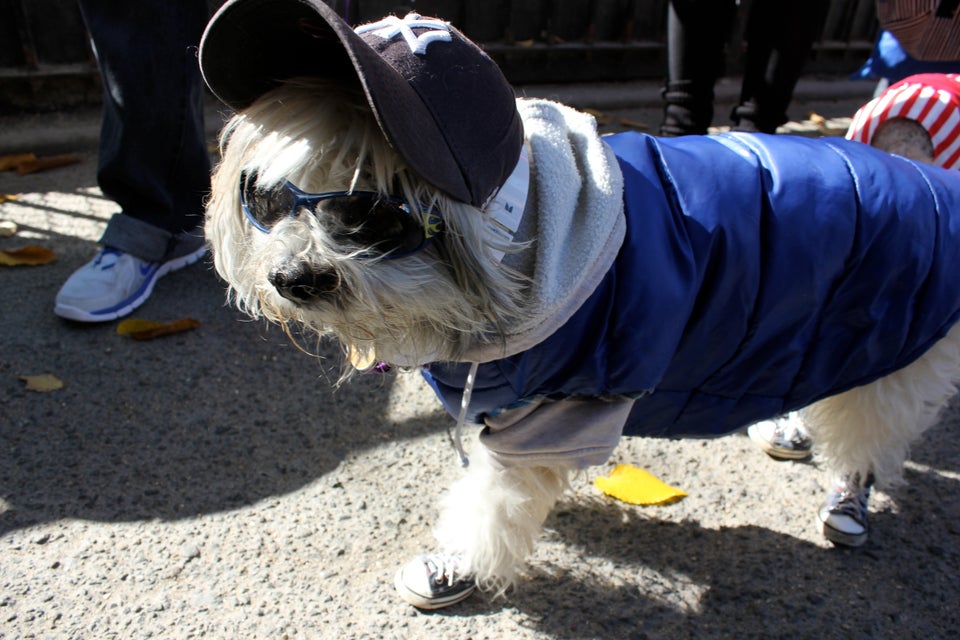 2013 NYC Halloween Dog Parade