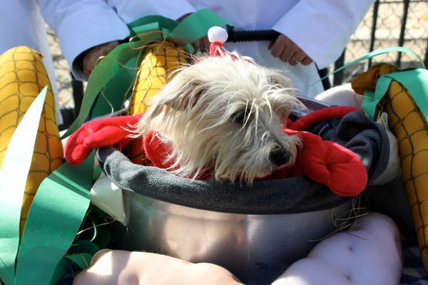 Costumed pooches take over Tompkins Square Dog Halloween Parade