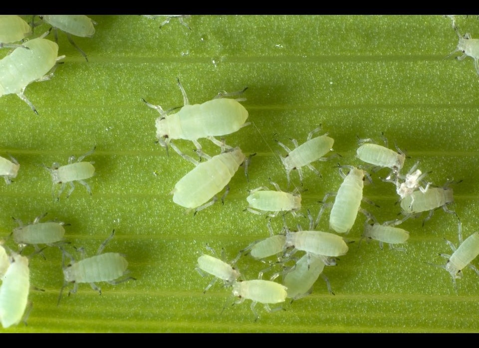 Aphids