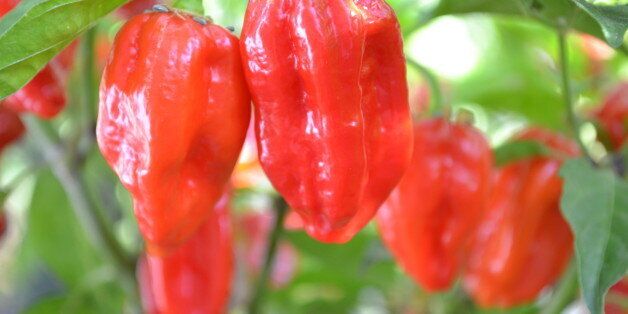 Bhut Jolokia PeppersGhost Peppers