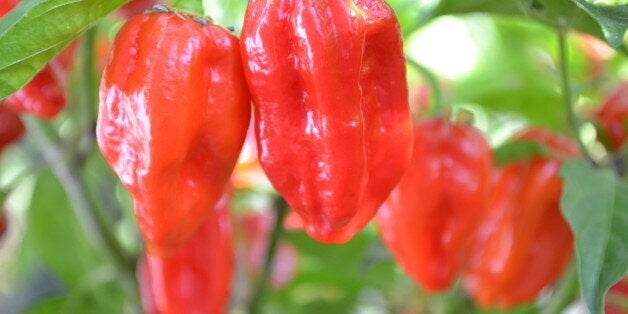 Bhut Jolokia Peppers
Ghost Peppers