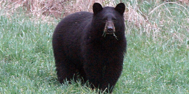 FILE - In this April 22, 2012 , file photo, a black bear grazes in a field in Calais, Vt. Vermont Fish and Wildlife officials
