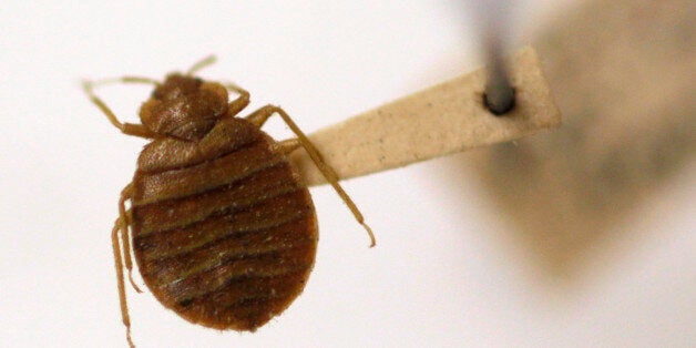 FILE - In this March 30, 2011 file photo, a bedbug is displayed at the Smithsonian Institution National Museum of Natural History in Washington. University of Washington libraries are checking for bedbugs after some little blood-suckers were found making a home in architecture books. Staffers were checking-in books last August when they saw some small black dots. The bugs had crawled into the space that opens along the spine of hardcover books between the cover and the paper. (AP Photo/Carolyn Kaster, File)